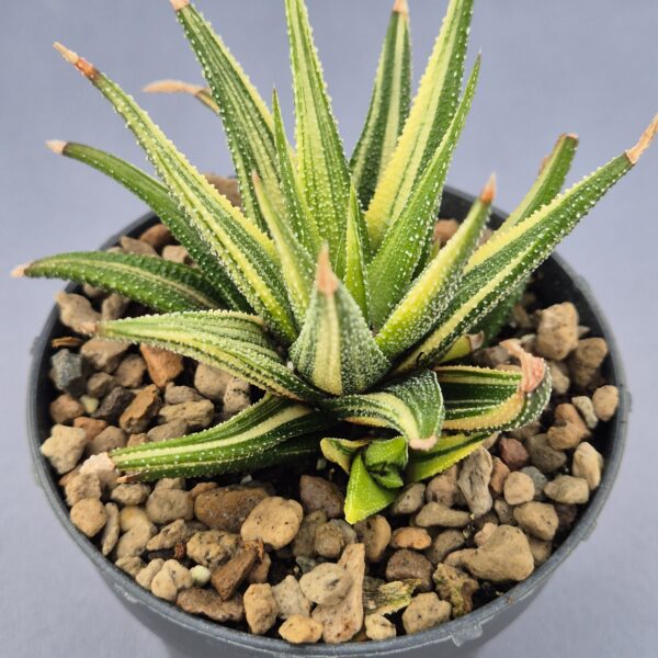 Haworthia Attenuata f. variegata