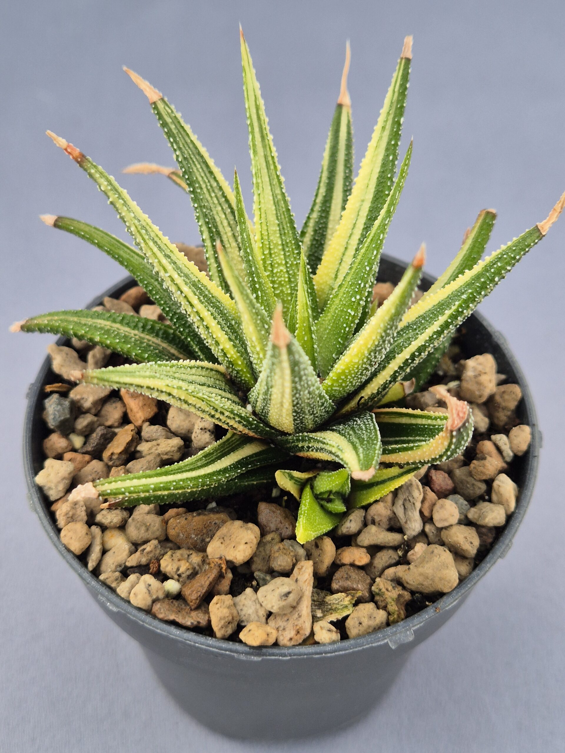 20250219_145038 Haworthia Attenuata f. variegata - Imagen 1