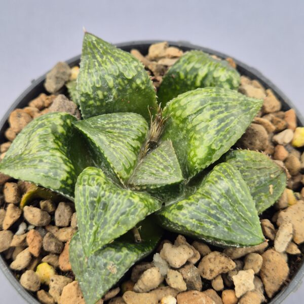 Haworthia 'Queen Marilyn'