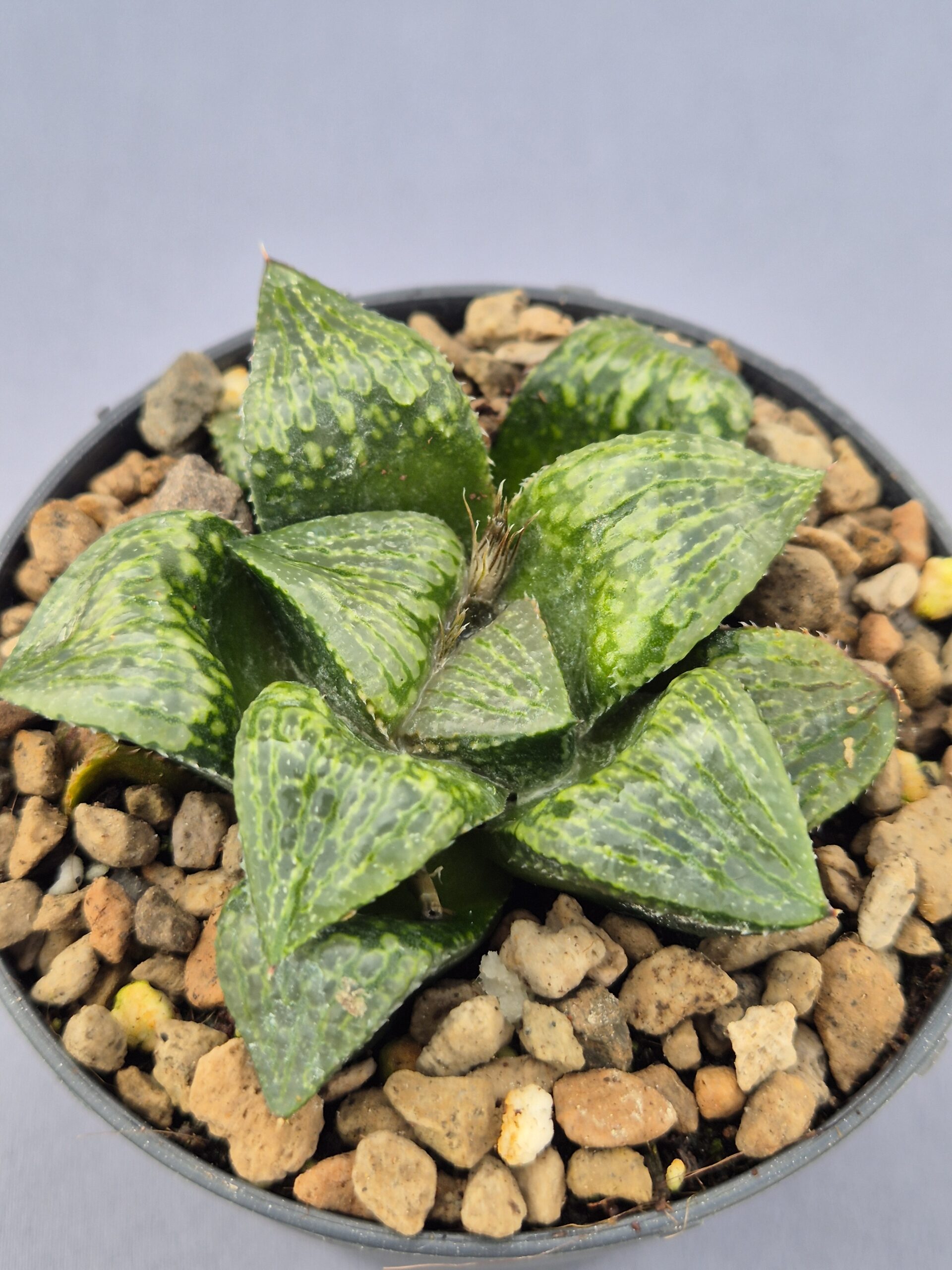 20250219_145333 Haworthia 'Queen Marilyn' - Imagen 1