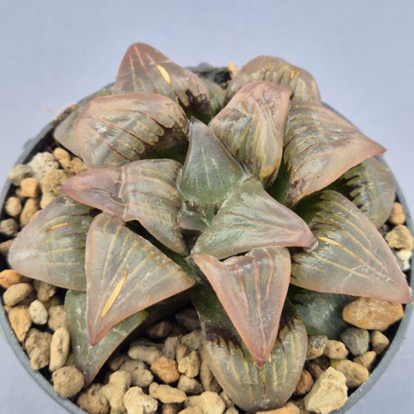 Haworthia 'Atrofusca'