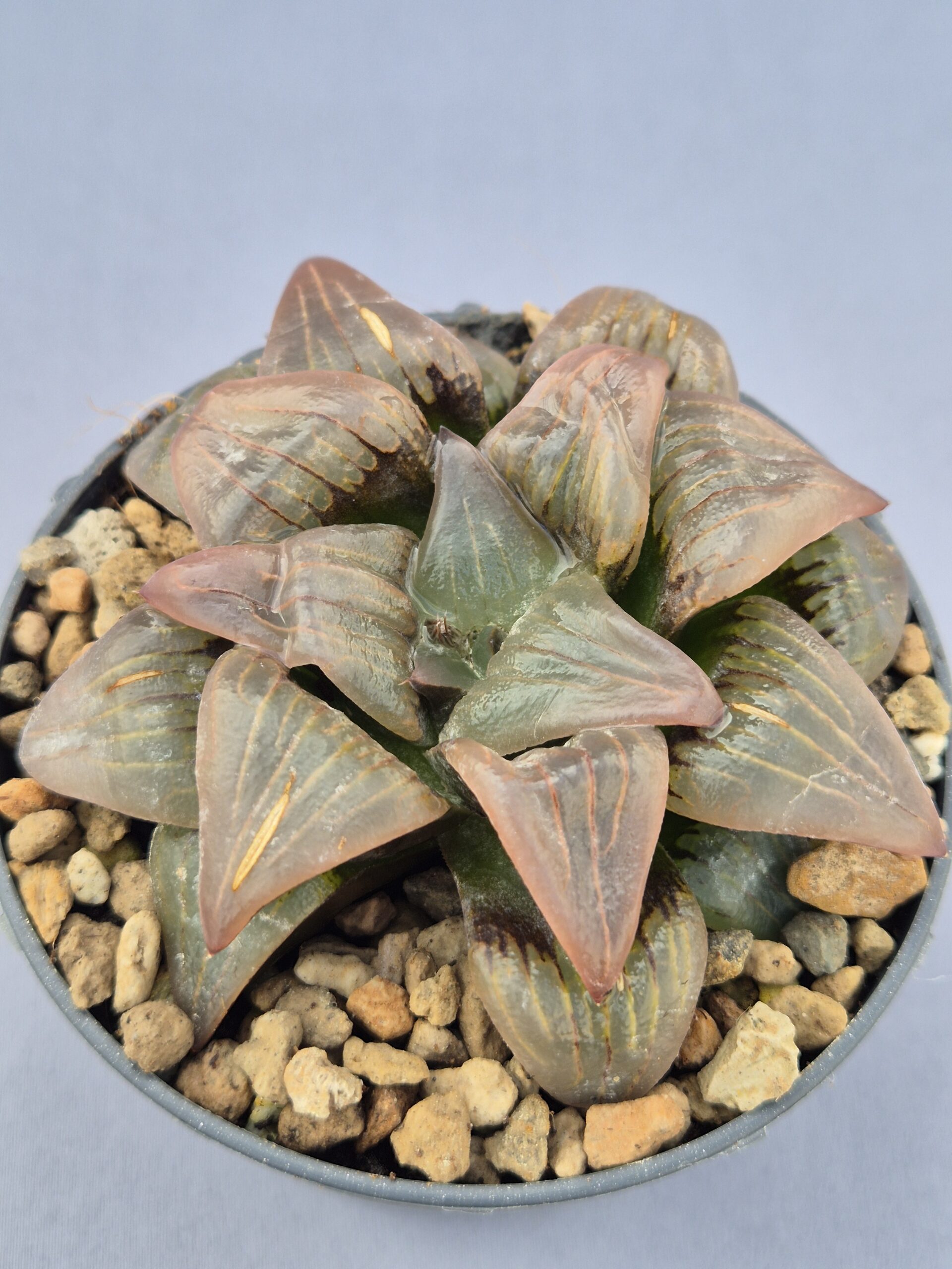 20250219_145609 Haworthia 'Atrofusca' - Imagen 1