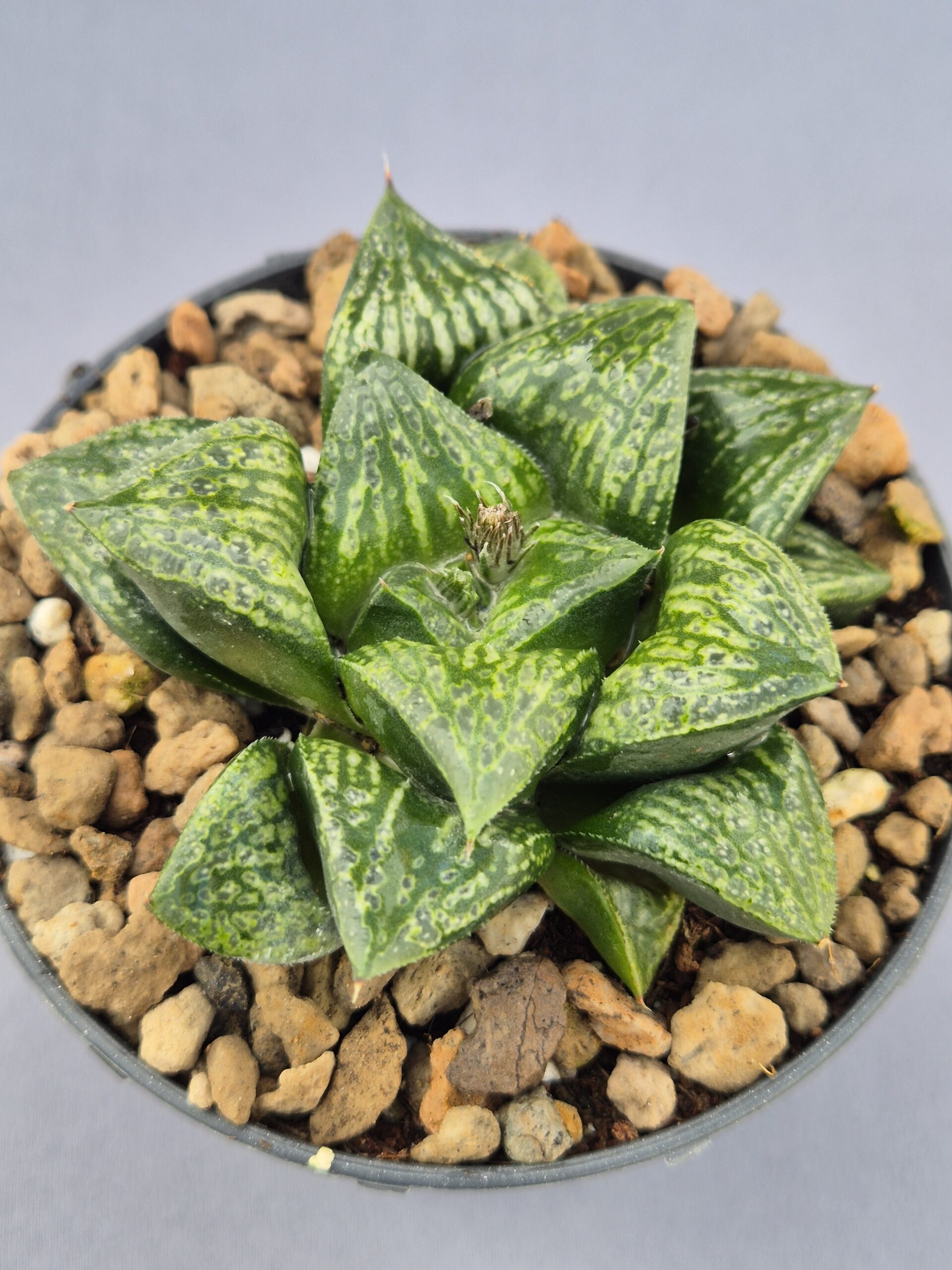 20250219_145643 Haworthia Kamen Butokai híbrida - Imagen 1