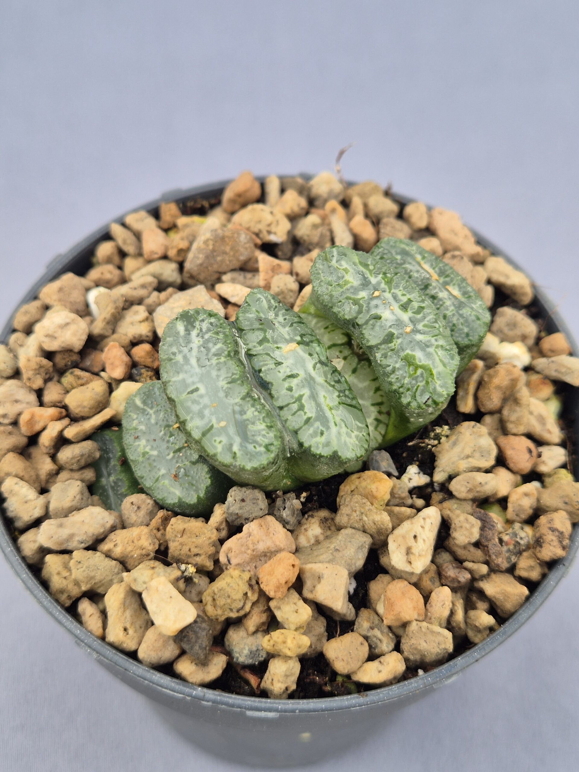 20250219_150019 Haworthia Truncata - Imagen 1