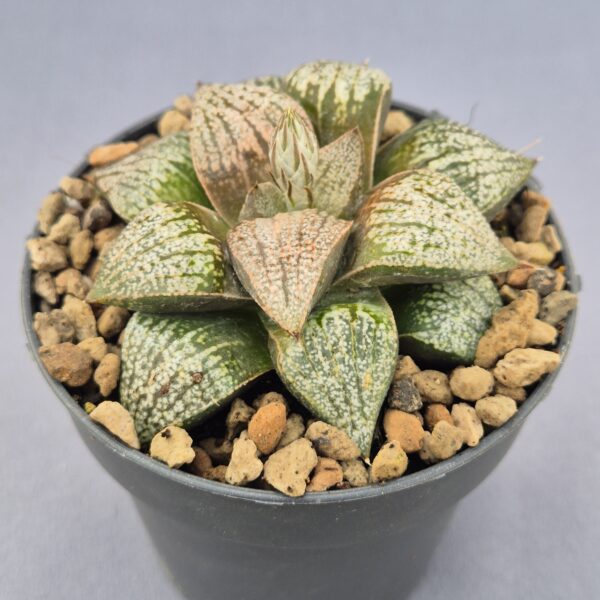 Haworthia Picta mix
