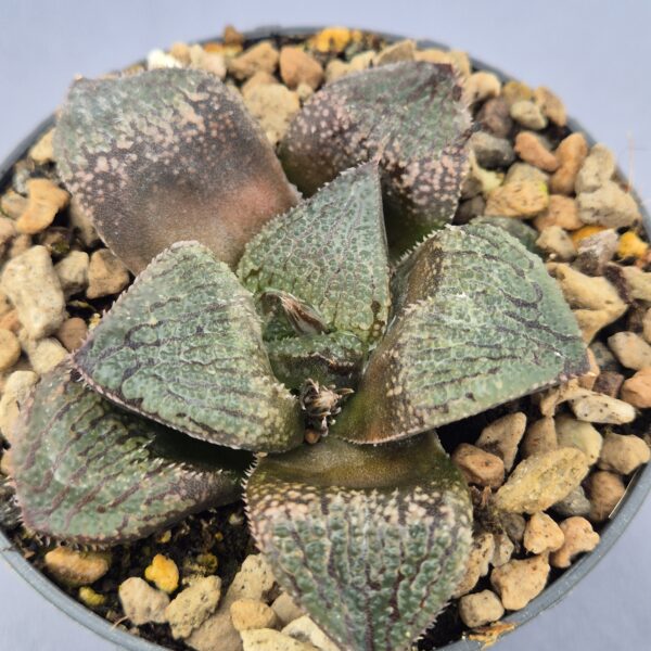 Haworthia Mordor híbrida