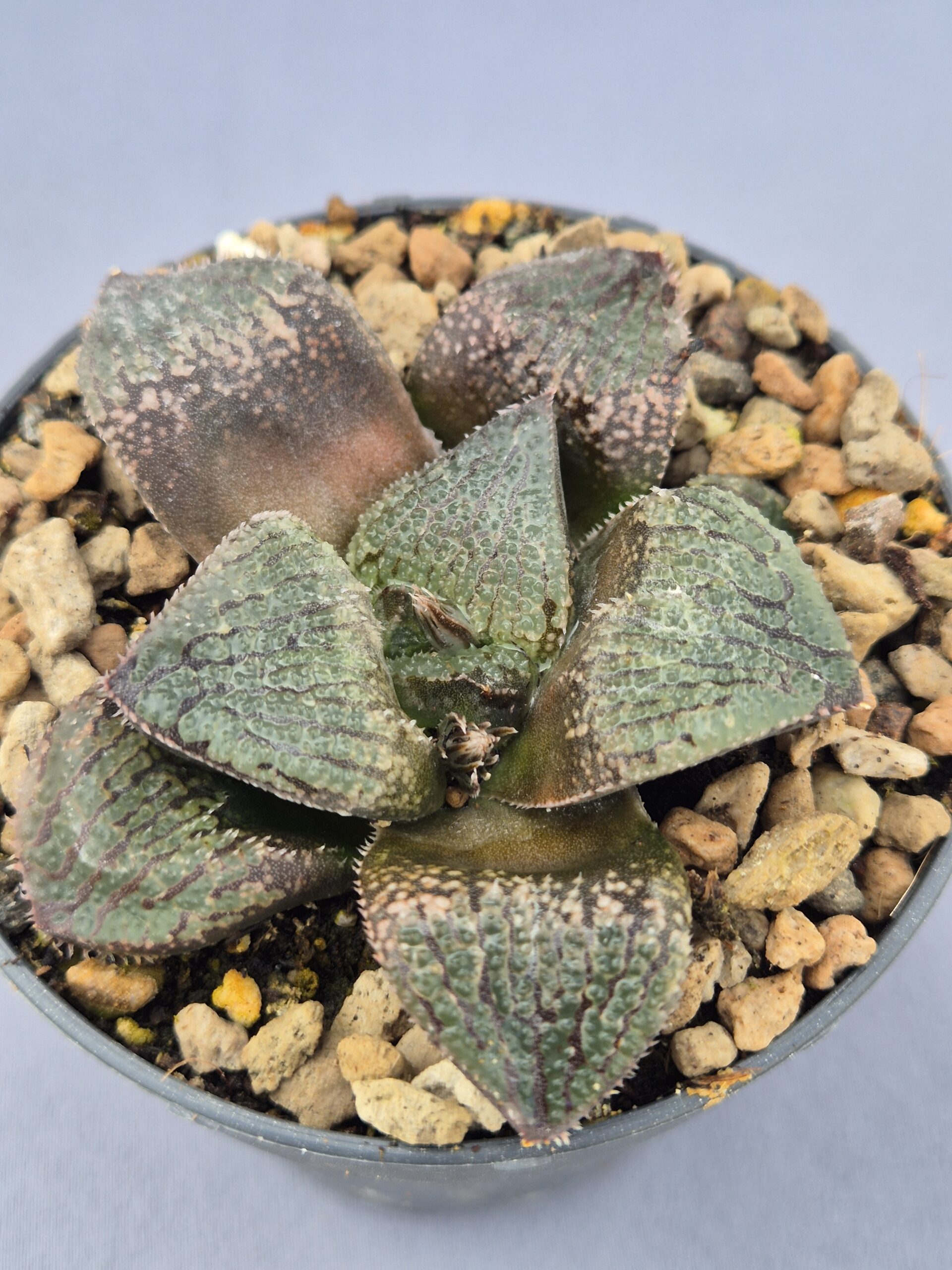 20250219_150333 Haworthia Mordor híbrida - Imagen 1