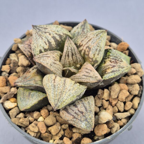 Haworthia Picsplendens Dark