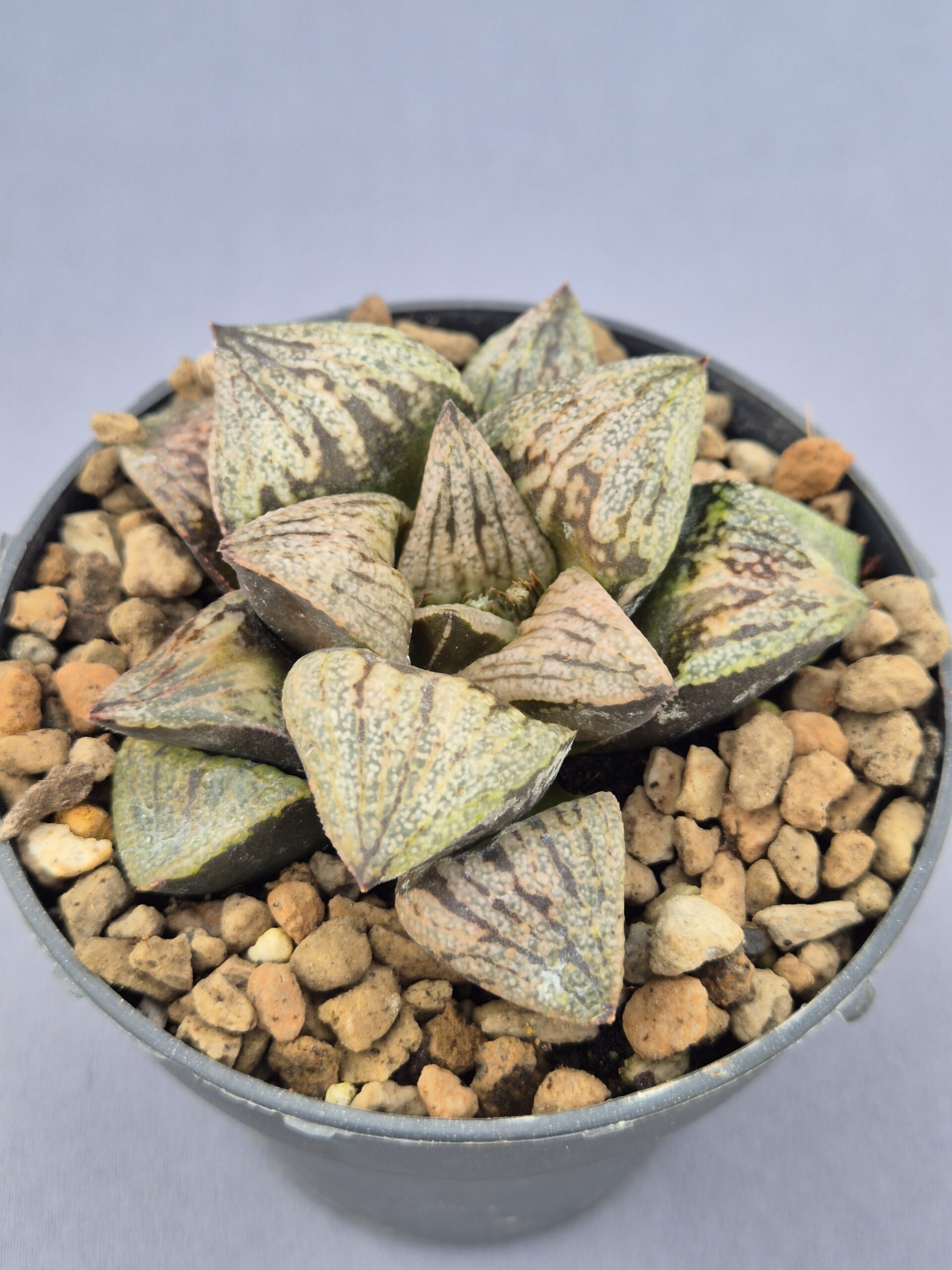 20250219_150530 Haworthia Picsplendens Dark - Imagen 1