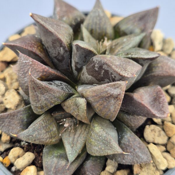 Haworthia 'Picta Brown'