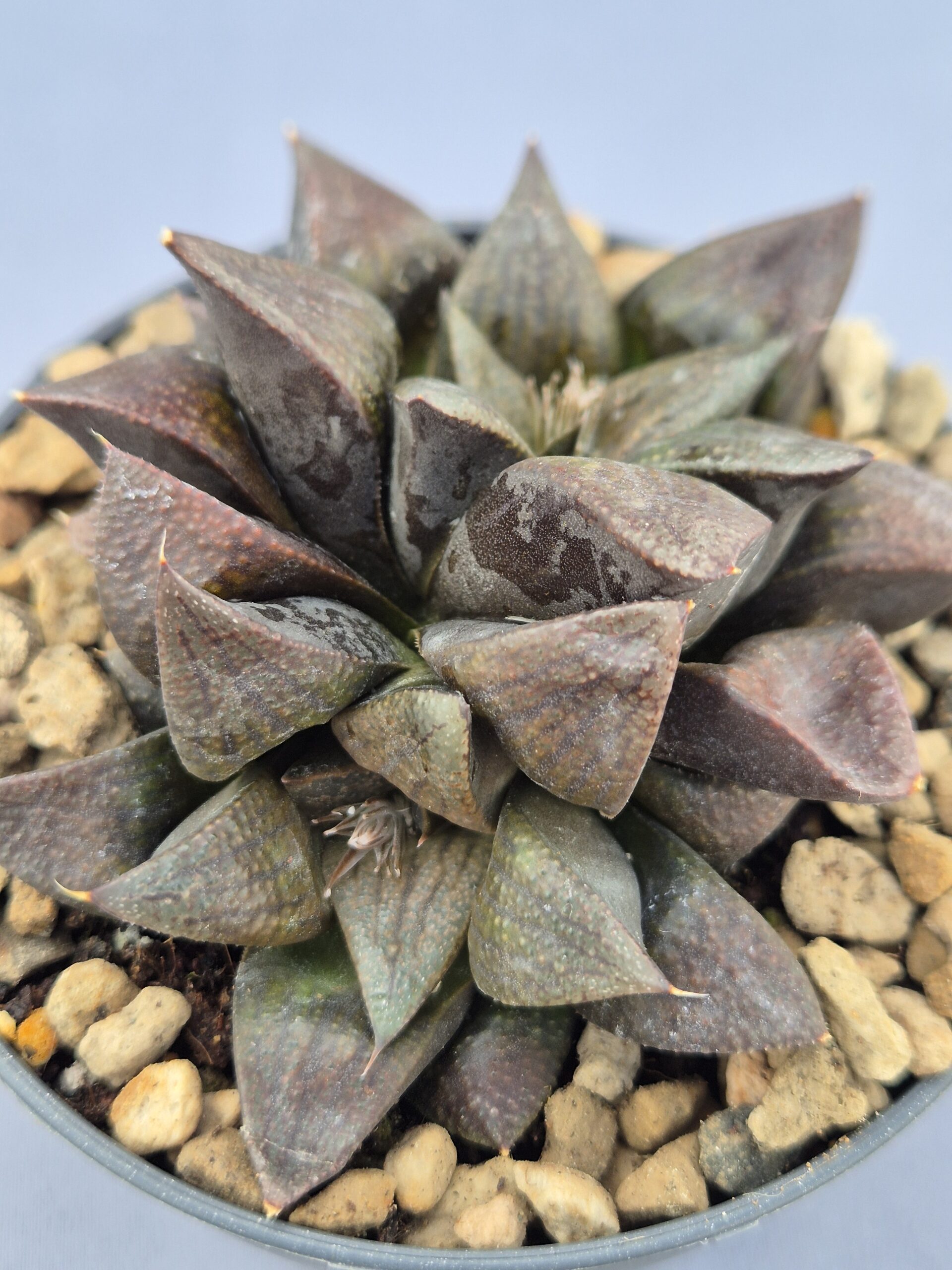 20250219_150828 Haworthia 'Picta Brown' - Imagen 1