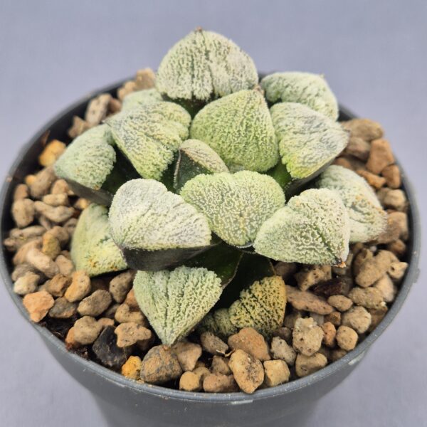 Haworthia híbrida 001