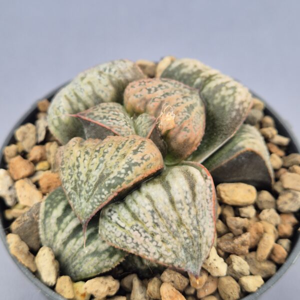 Haworthia híbrida 002