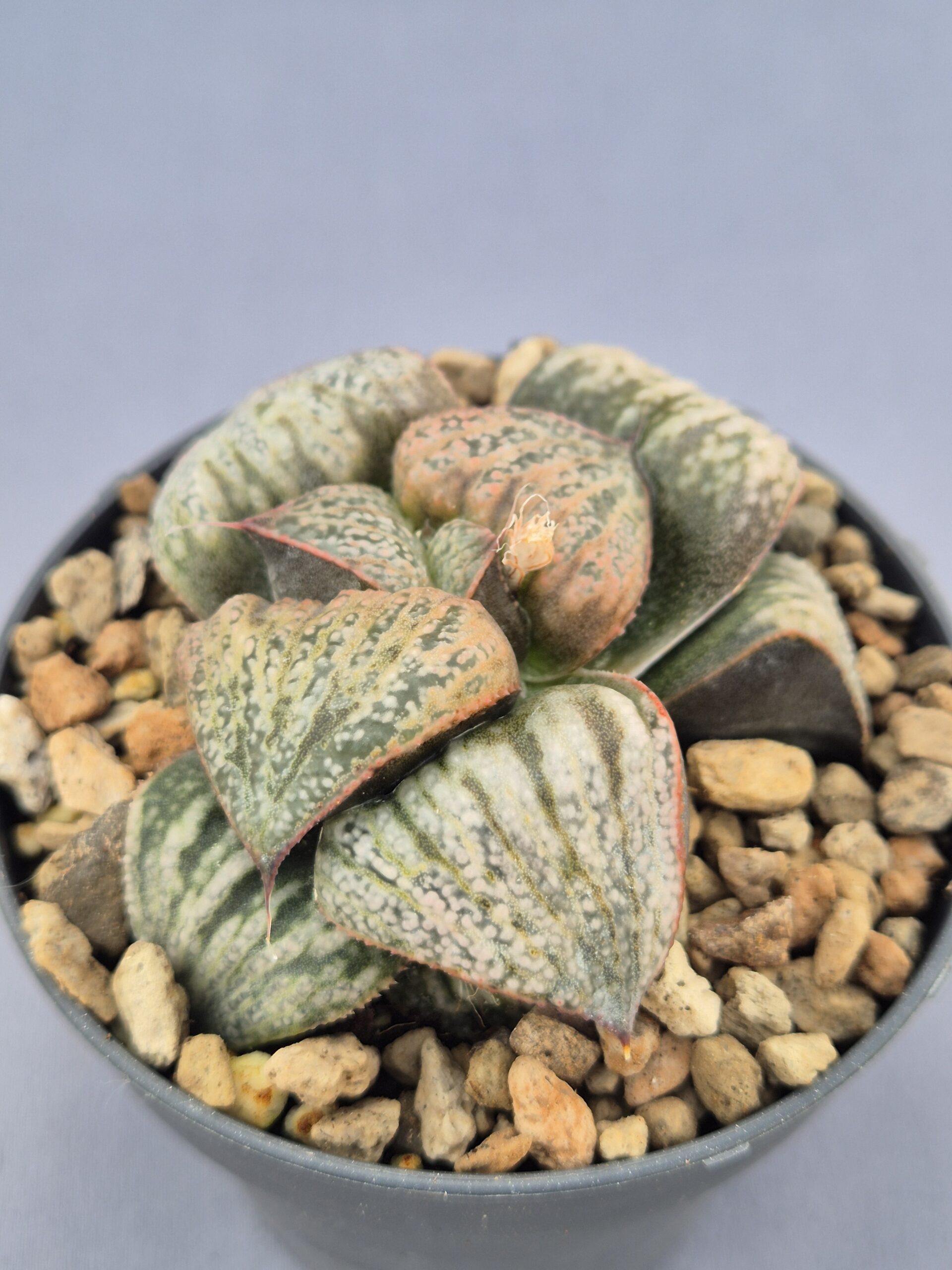 20250219_151320 Haworthia híbrida 002 - Imagen 1