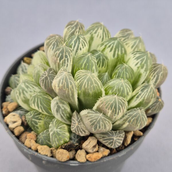 Haworthia Cooperi variegata