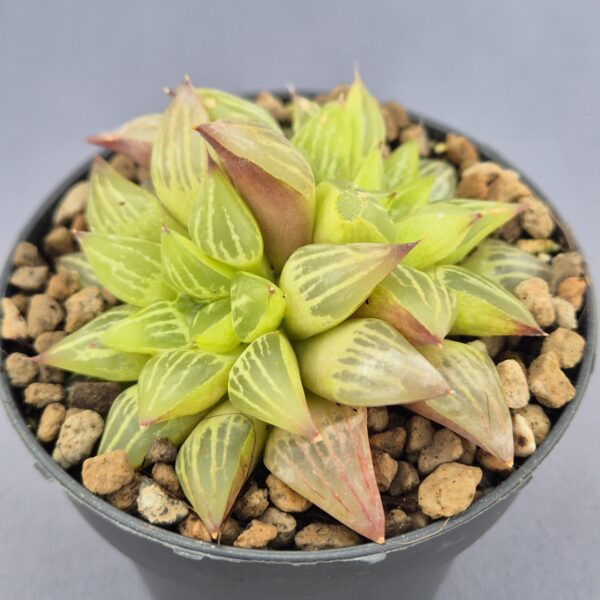 Haworthia Retusa Geraldii doble
