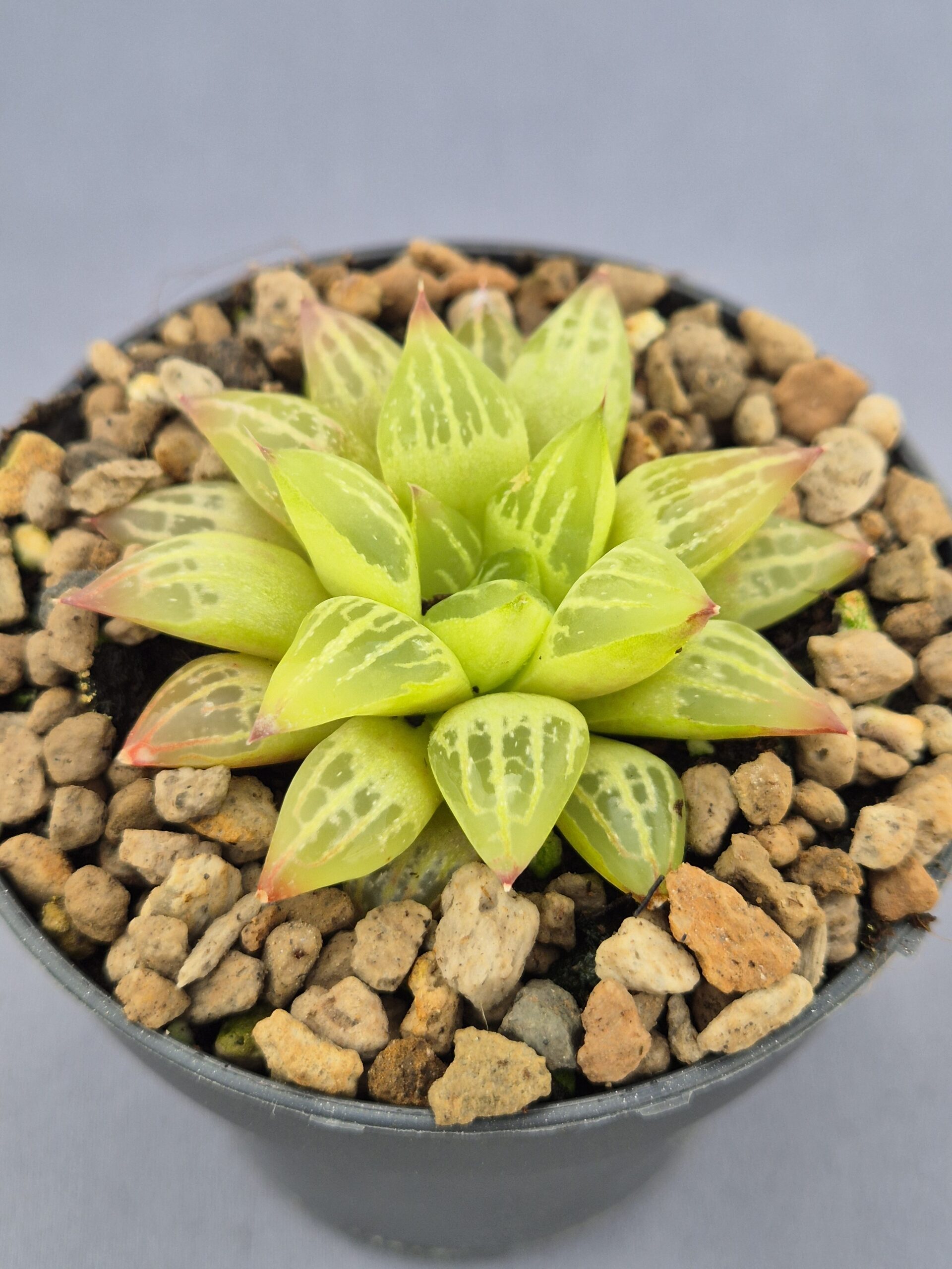 20250219_152540 Haworthia Retusa Geraldii - Imagen 1