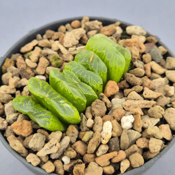 Haworthia Truncata Lime Green