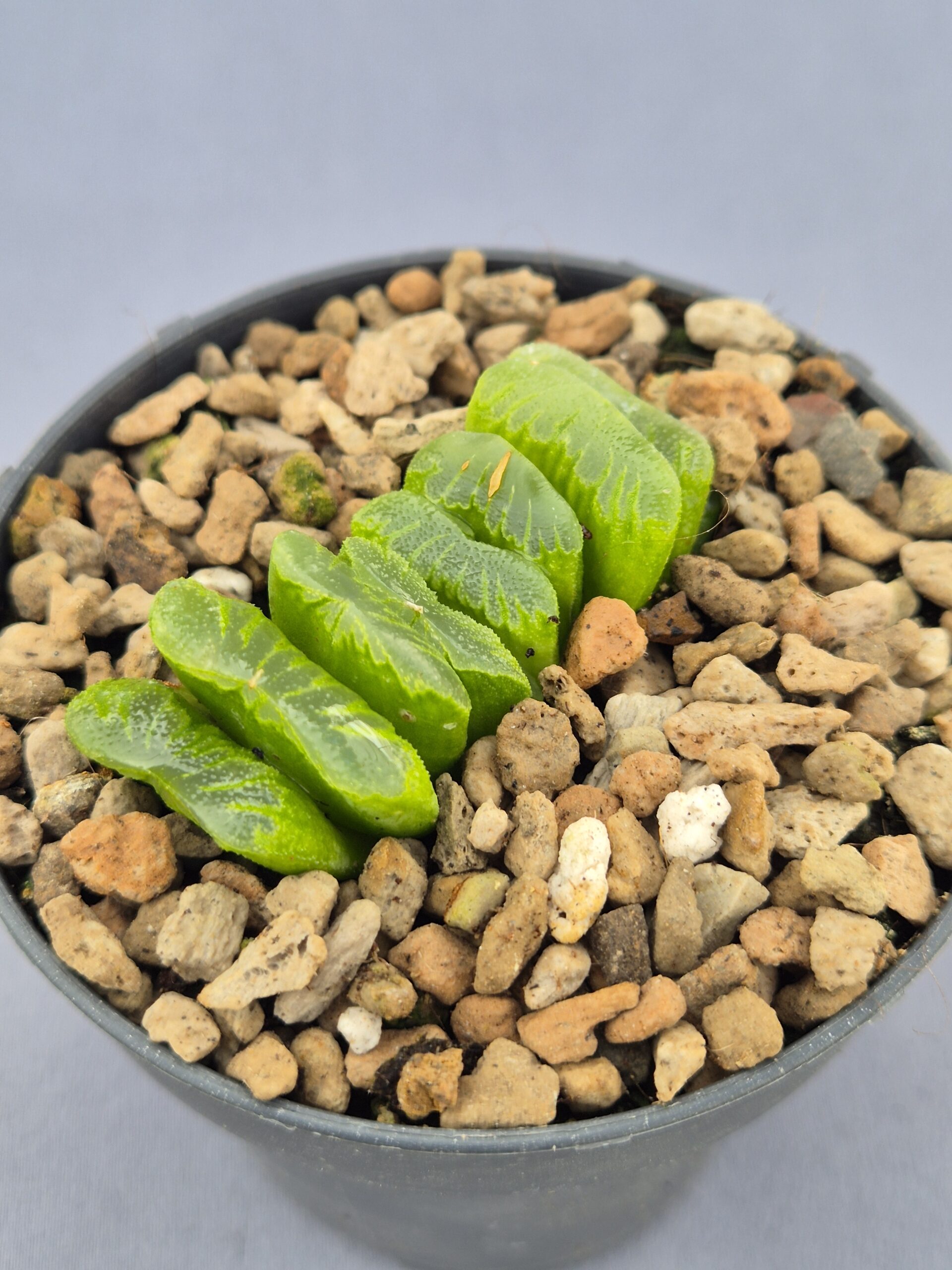 20250219_152704 Haworthia Truncata Lime Green - Imagen 1