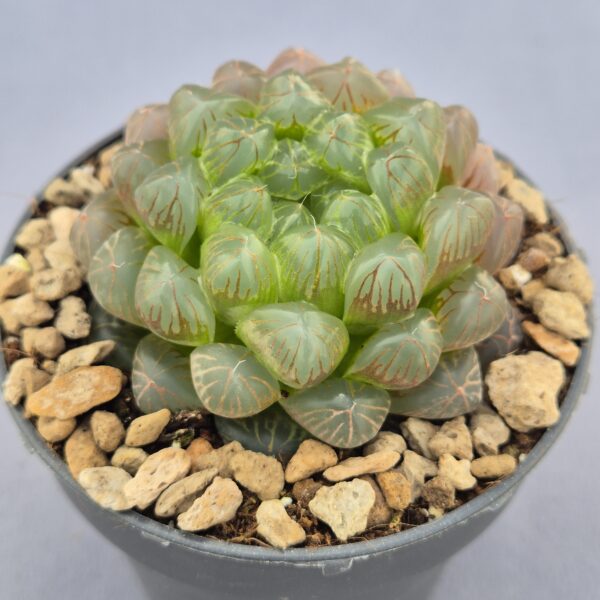 Haworthia Cooperi Obtusa