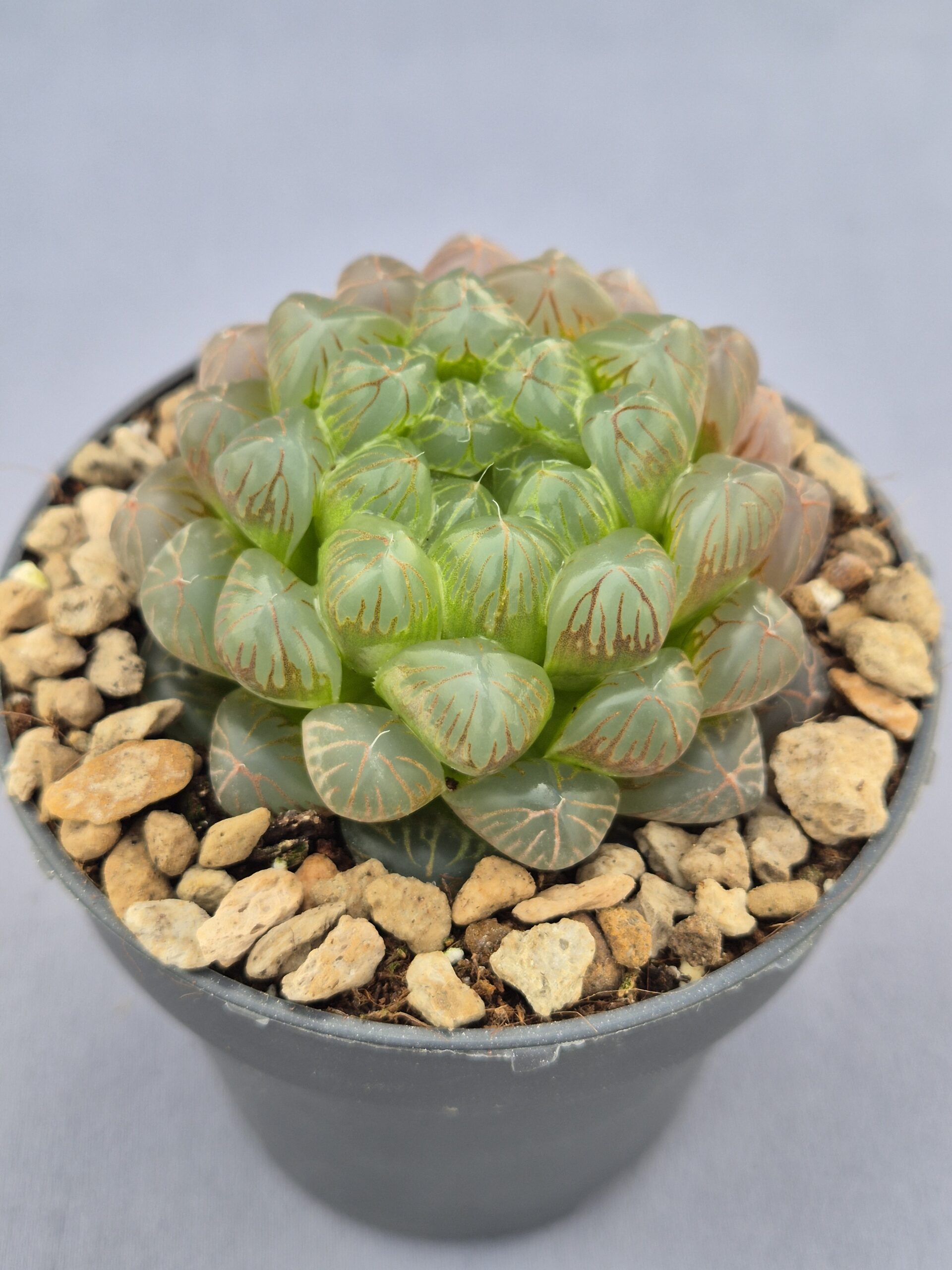 20250219_153400 Haworthia Cooperi Obtusa - Imagen 1