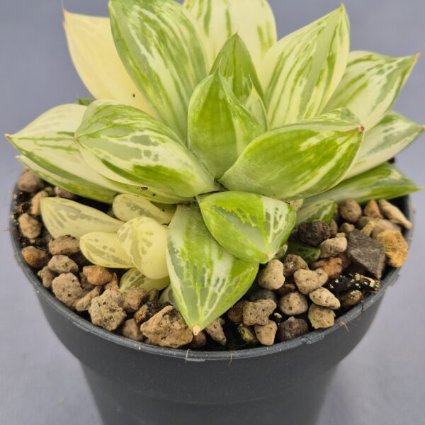 Haworthia Cymbiformis variegata
