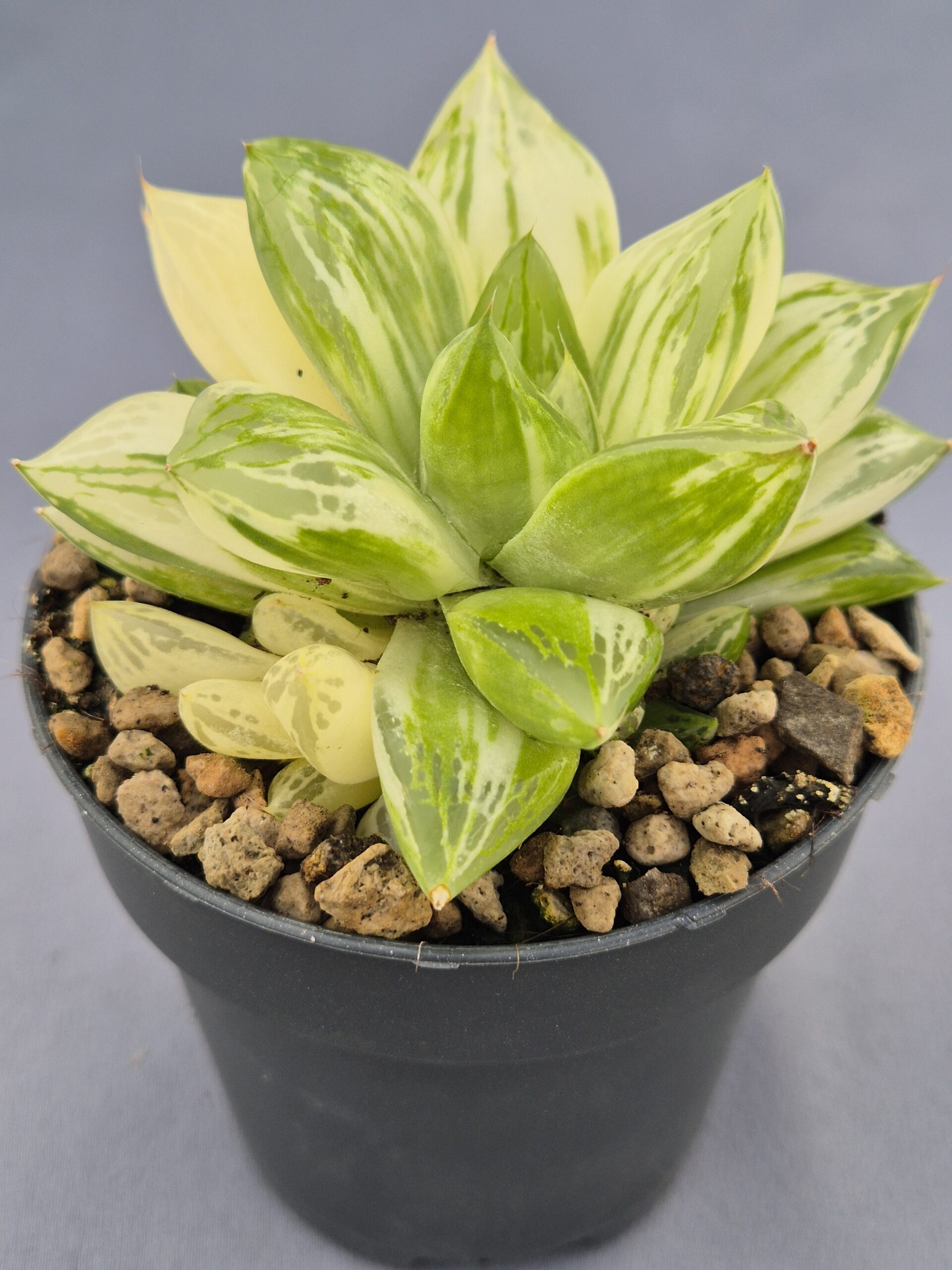 20250219_153632 Haworthia Cymbiformis variegata - Imagen 1