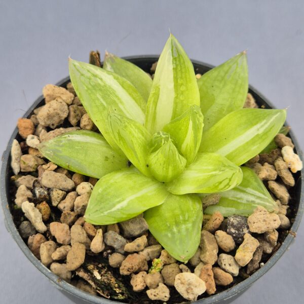 Haworthia Cymbiformis variegata 002