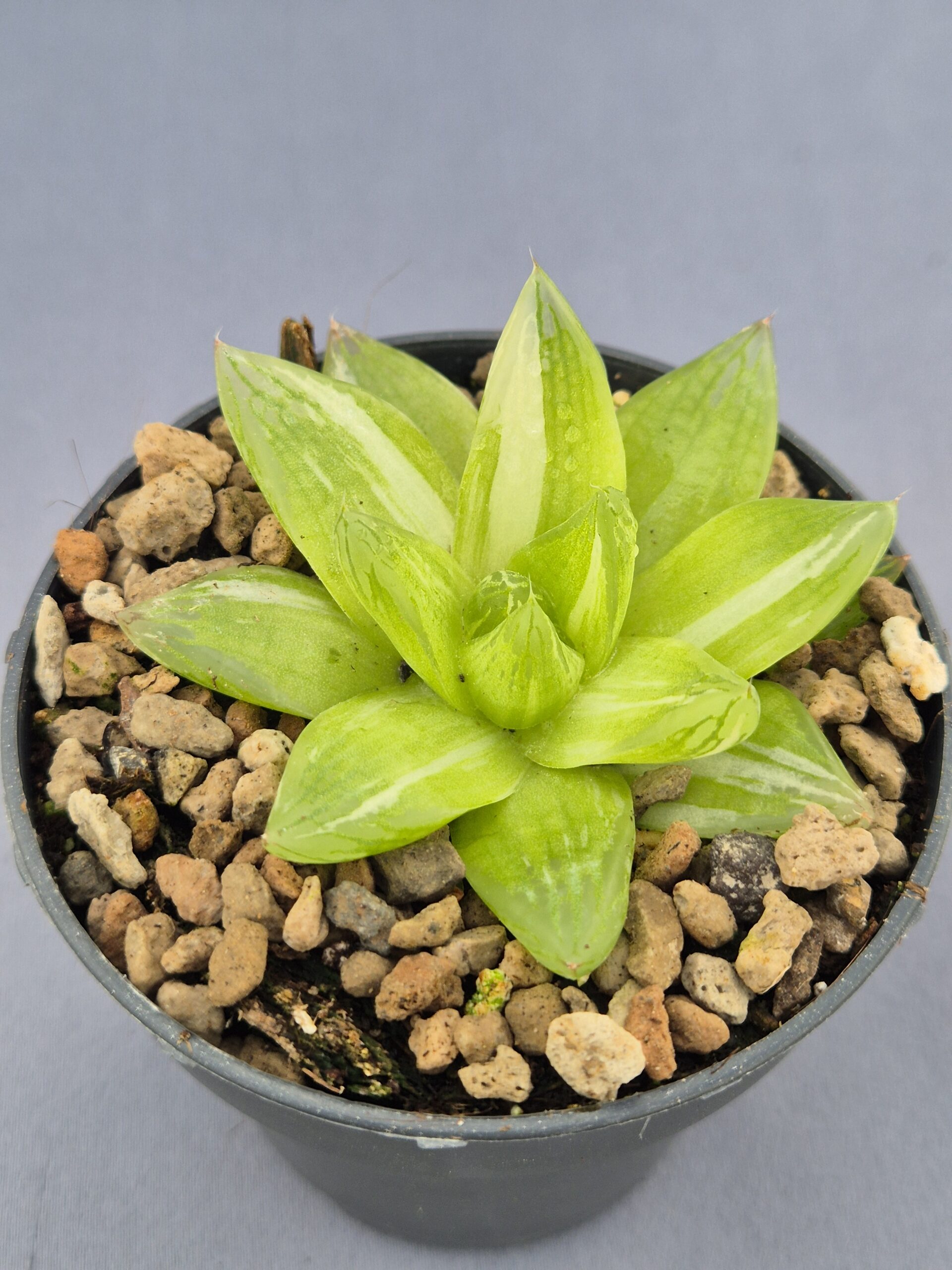 20250219_153914 Haworthia Cymbiformis variegata 002 - Imagen 1