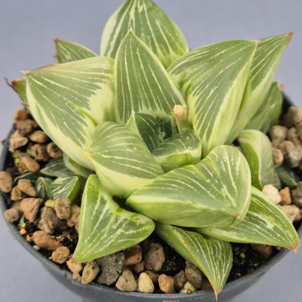Haworthia Milky Way