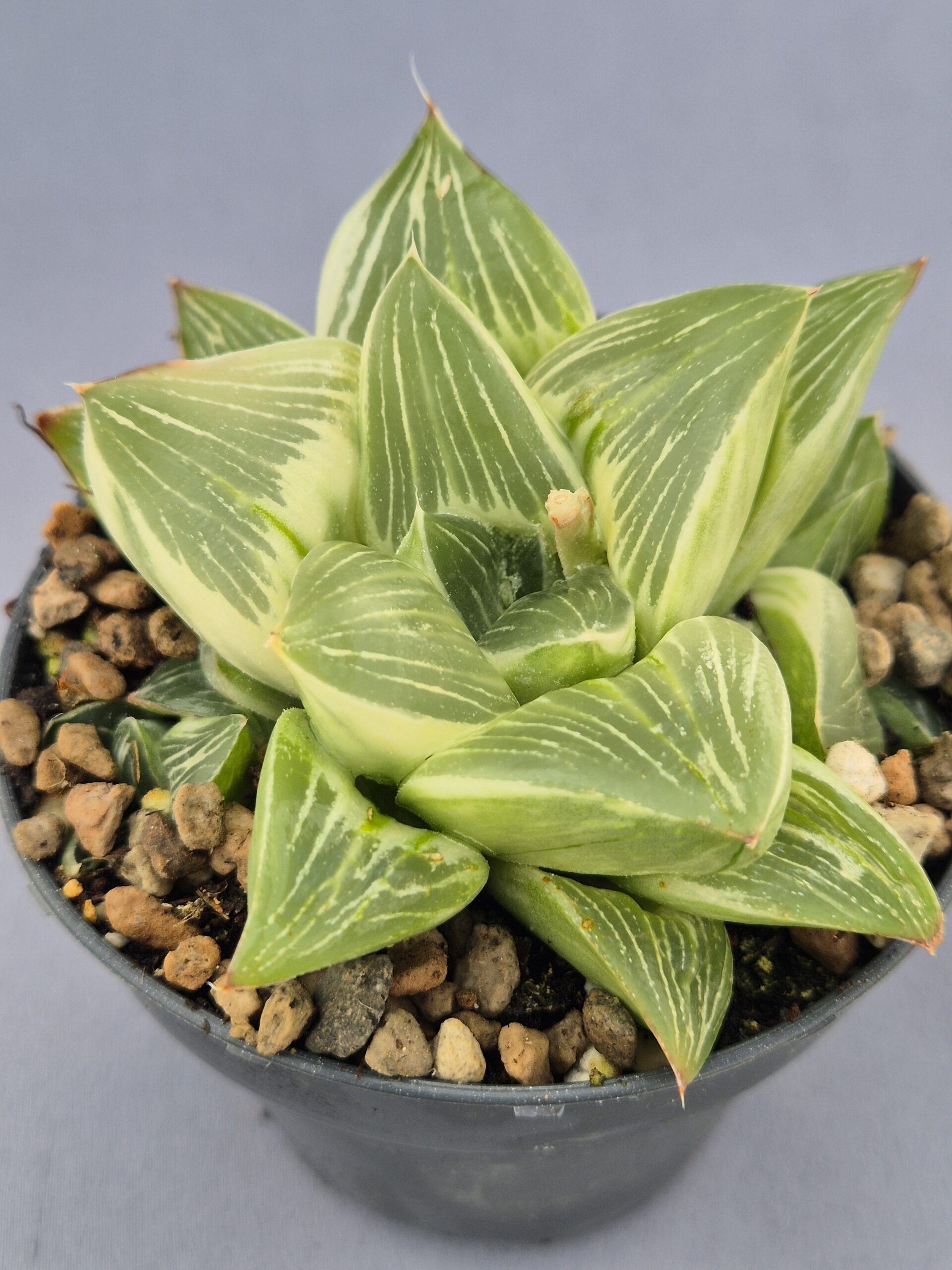 20250219_154003 Haworthia Milky Way - Imagen 1