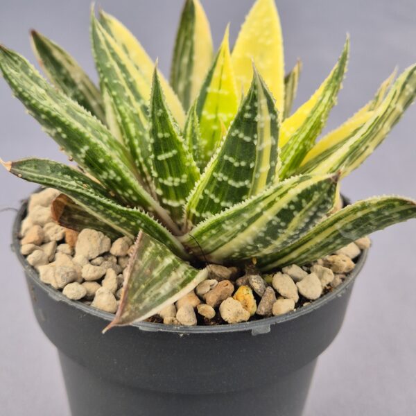 Gasteraloe Beguinii variegata