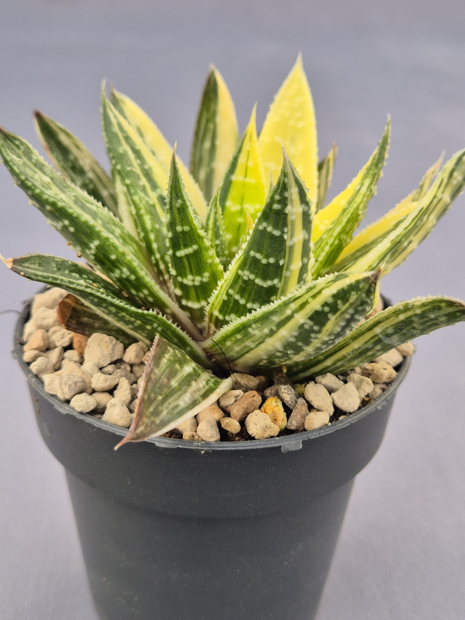 20250221_154039 Gasteraloe Beguinii variegata - Imagen 1