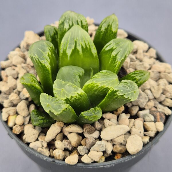 Haworthia  híbrida 004