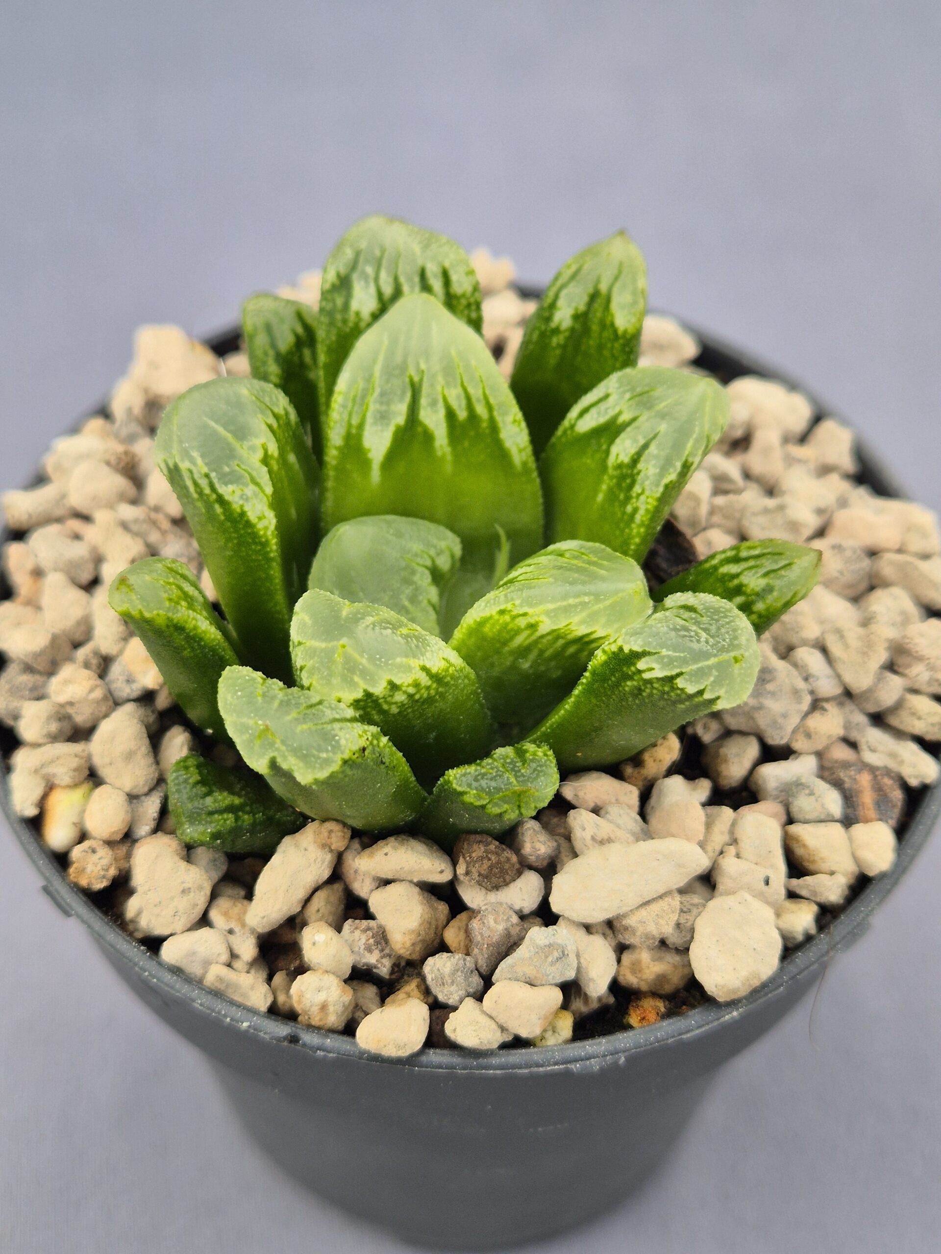 20250221_154415 Haworthia híbrida 004 - Imagen 1