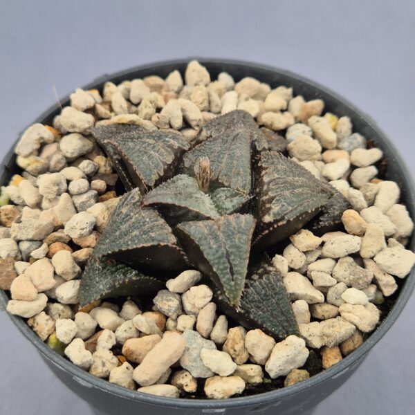 Haworthia  híbrida 005