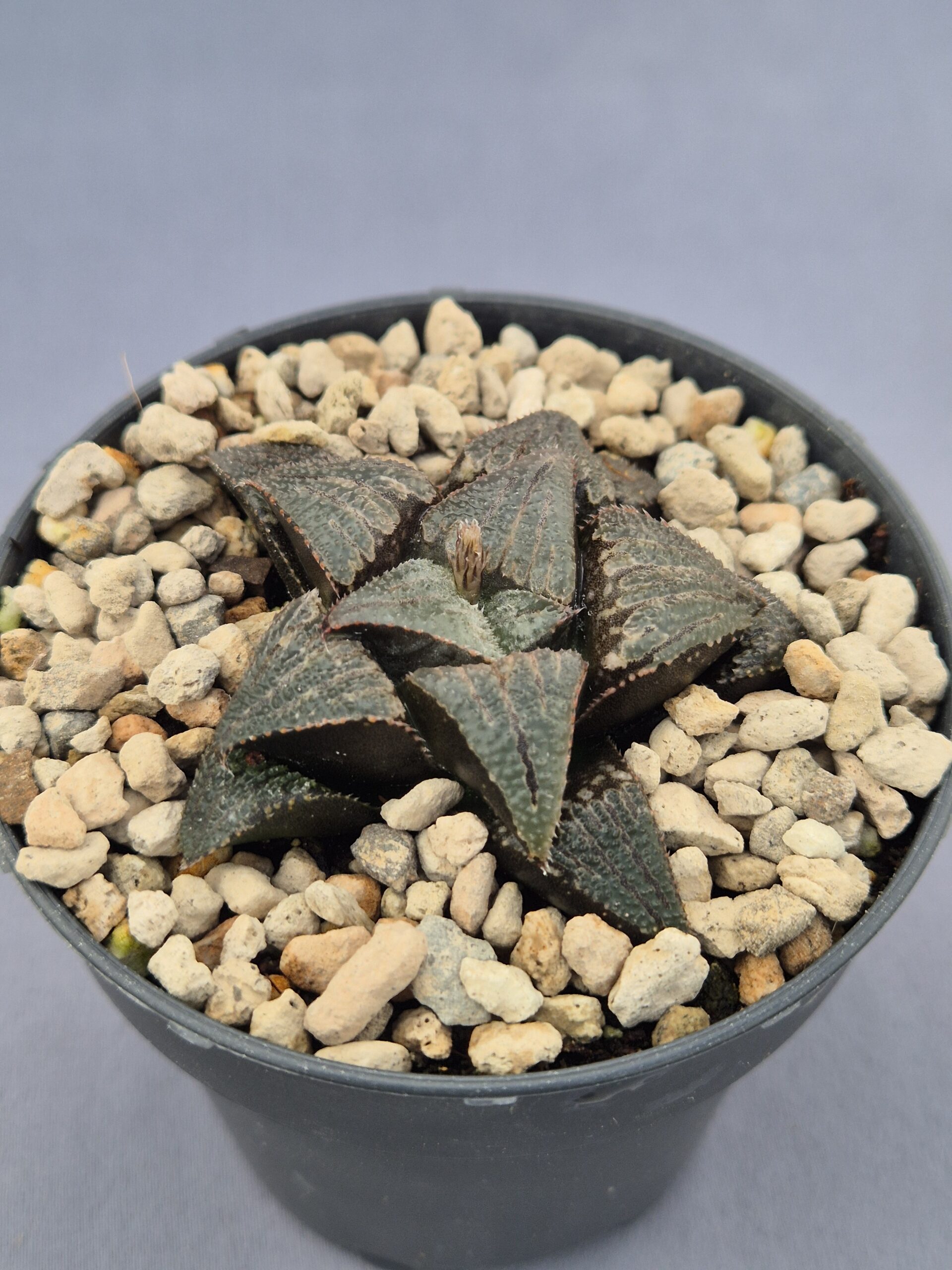 20250221_154448 Haworthia híbrida 005 - Imagen 1