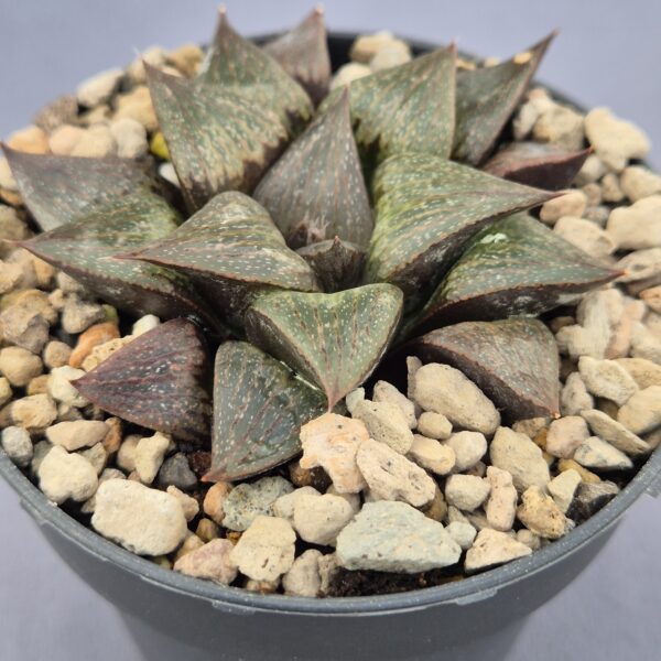 Haworthia  híbrida 006
