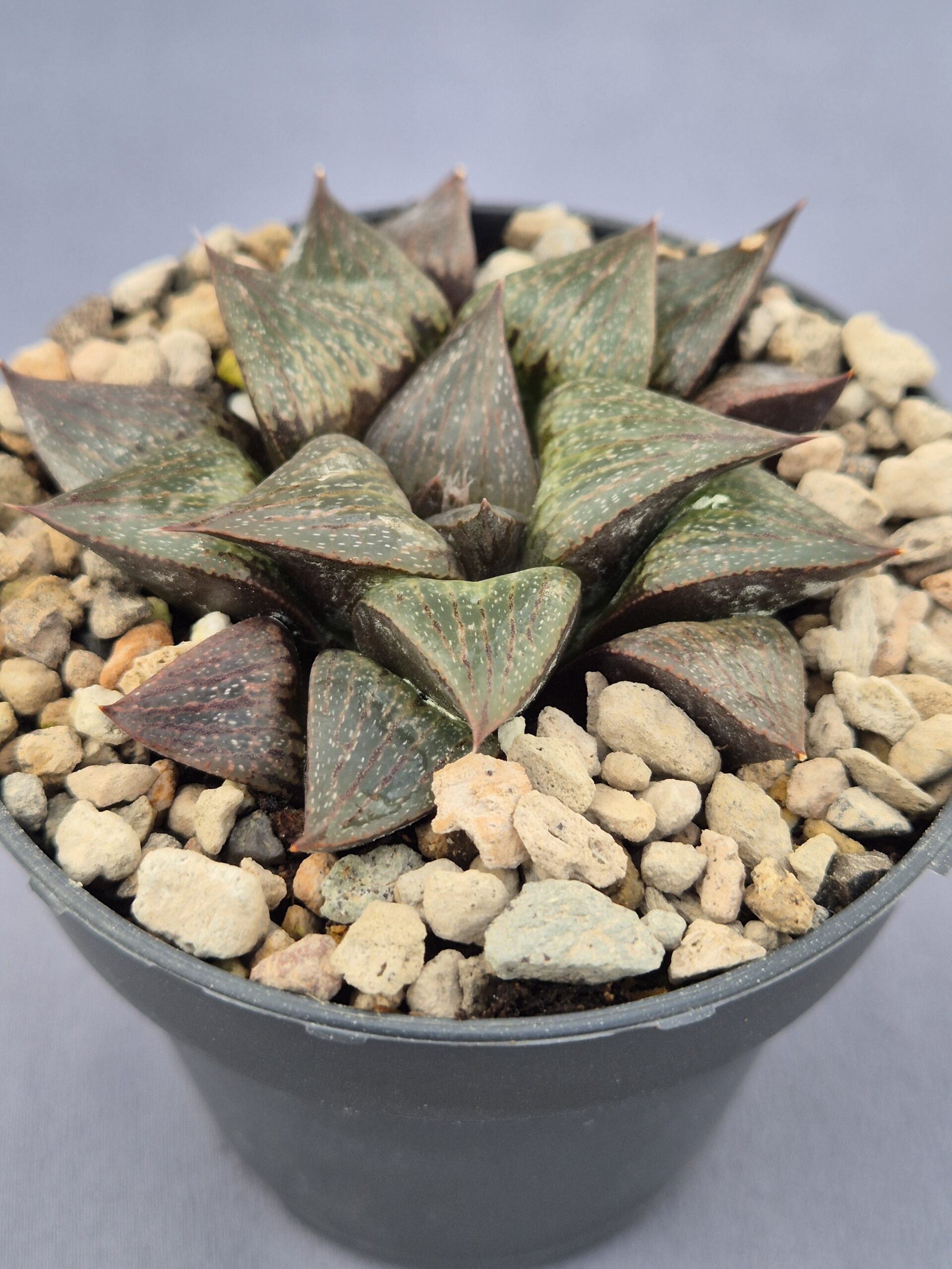 20250221_154712 Haworthia híbrida 006 - Imagen 1