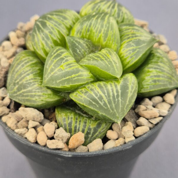 Haworthia  híbrida 007