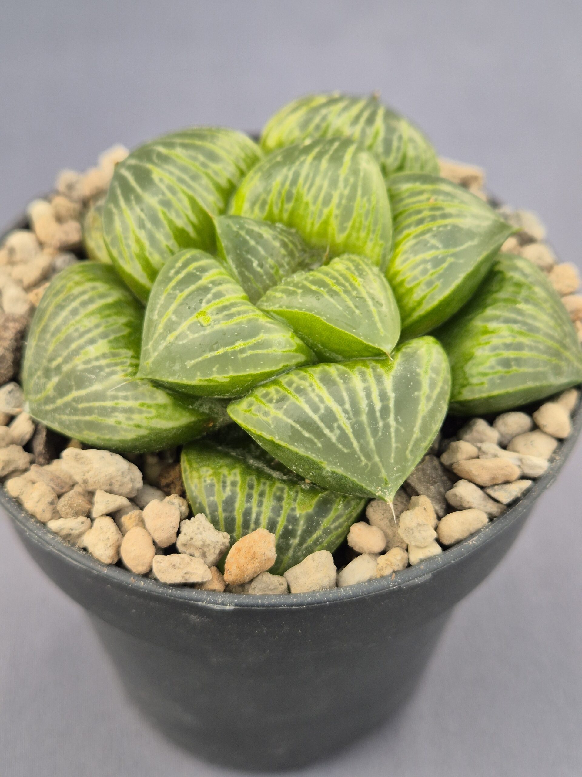 20250221_154754 Haworthia híbrida 007 - Imagen 1