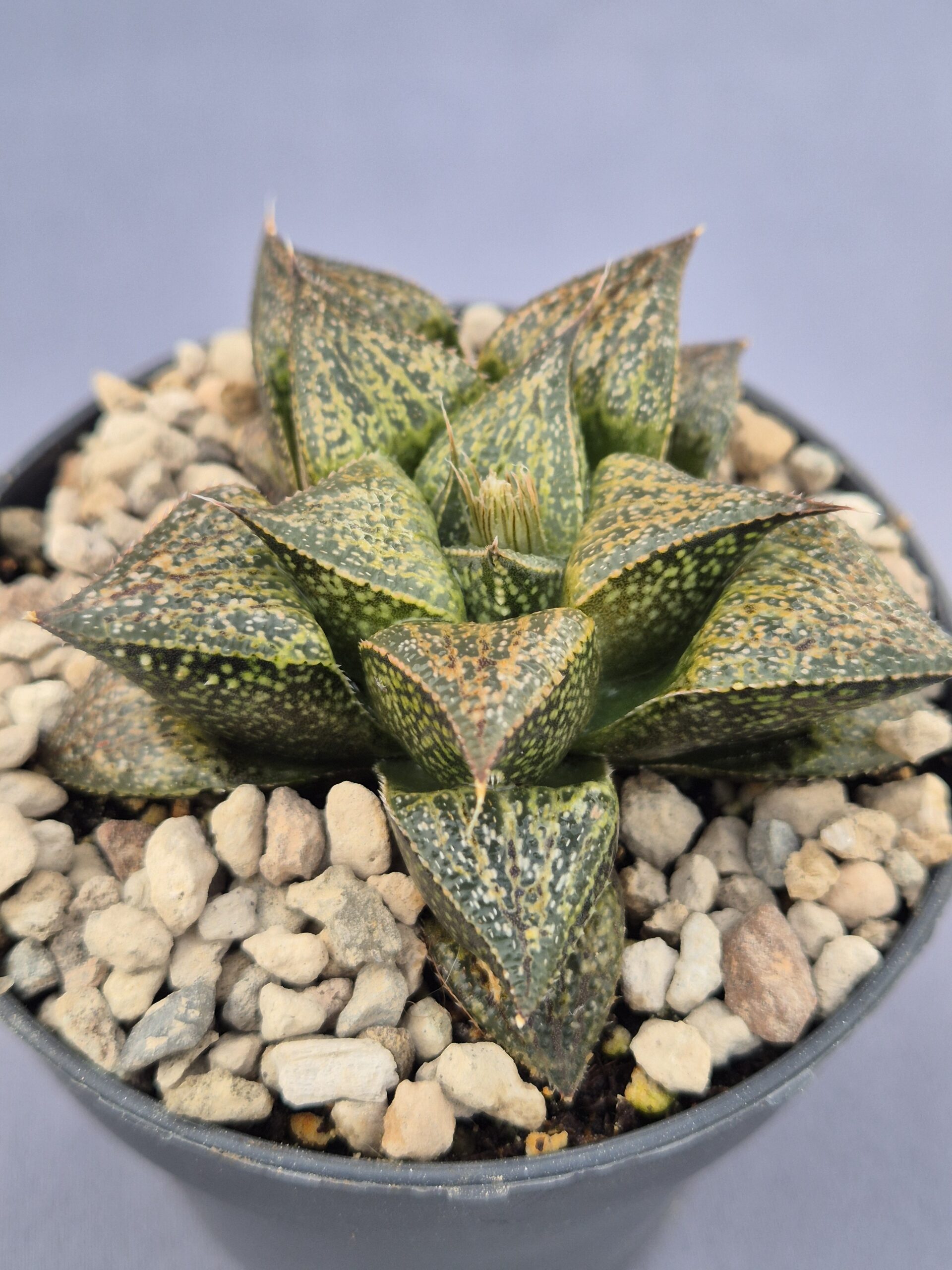 20250221_154919 Haworthia híbrida 008 - Imagen 1