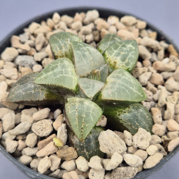 Haworthia híbrida 009