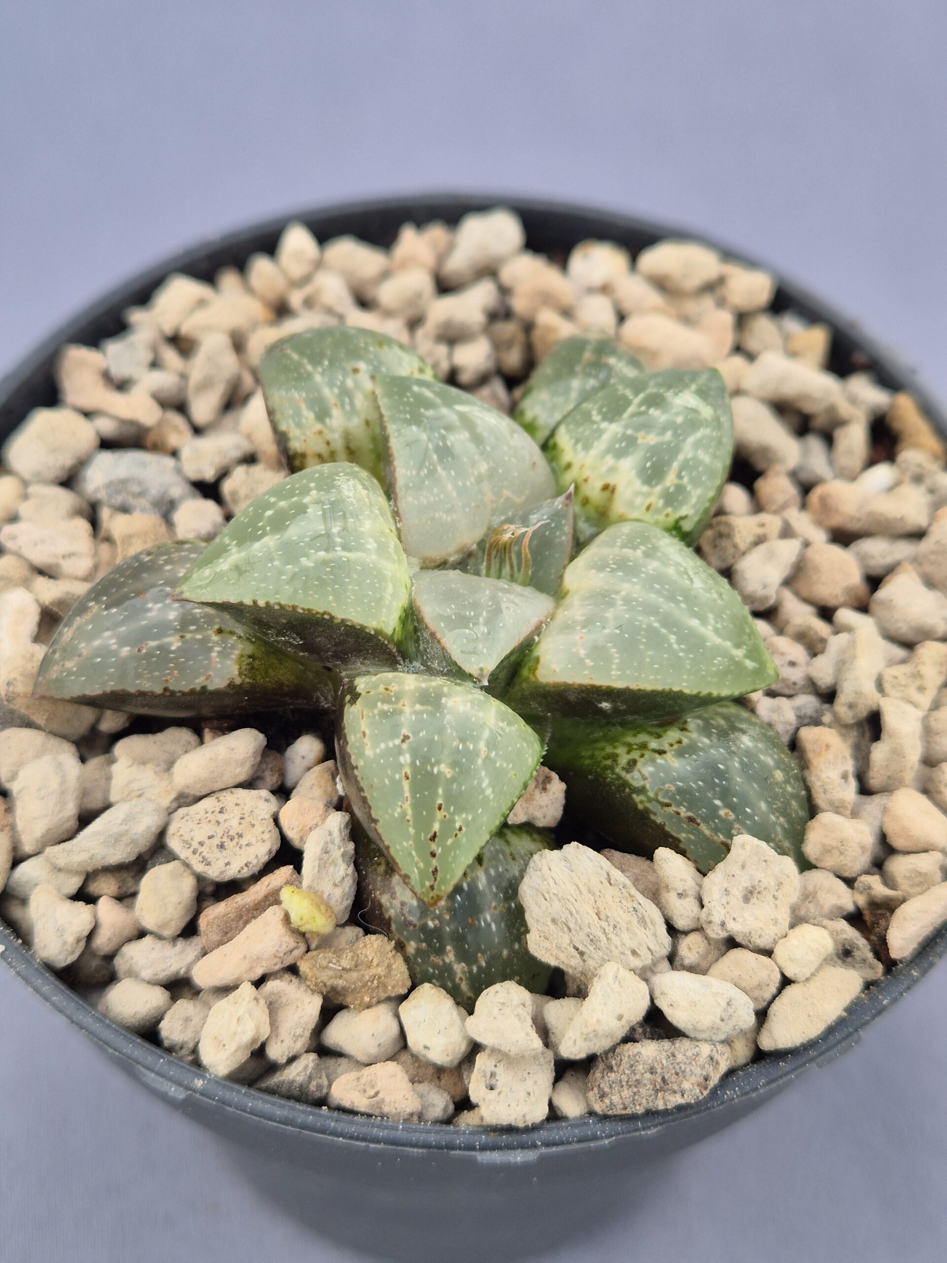 20250221_155016 Haworthia híbrida 009 - Imagen 1