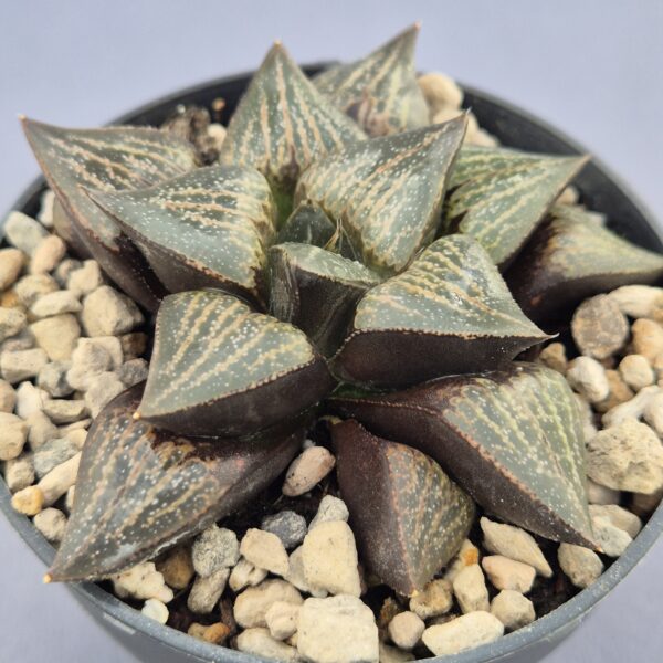 Haworthia híbrida 010