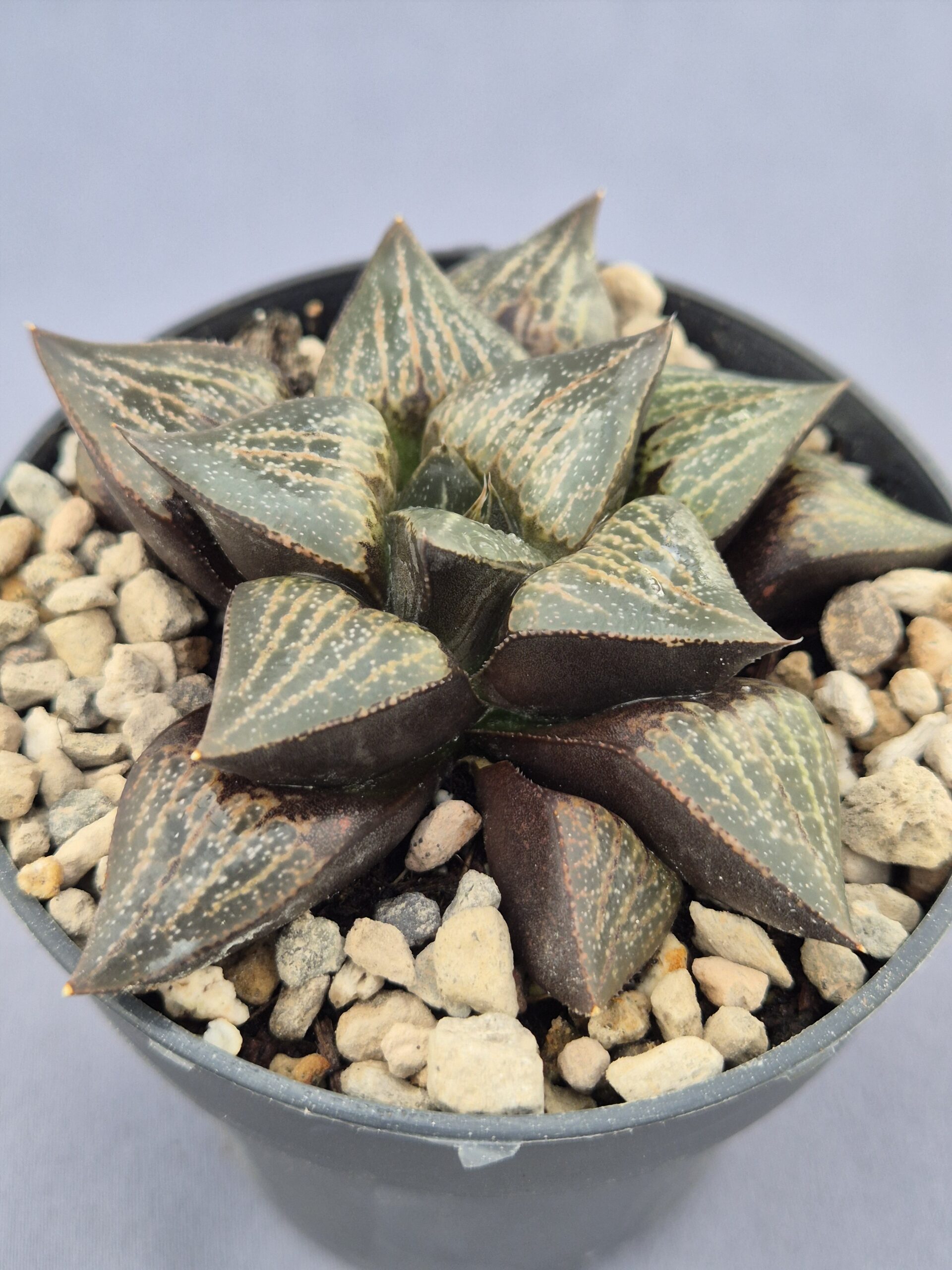 20250221_155206 Haworthia híbrida 010 - Imagen 1
