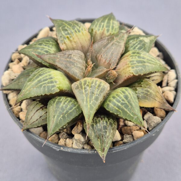 Haworthia híbrida 011
