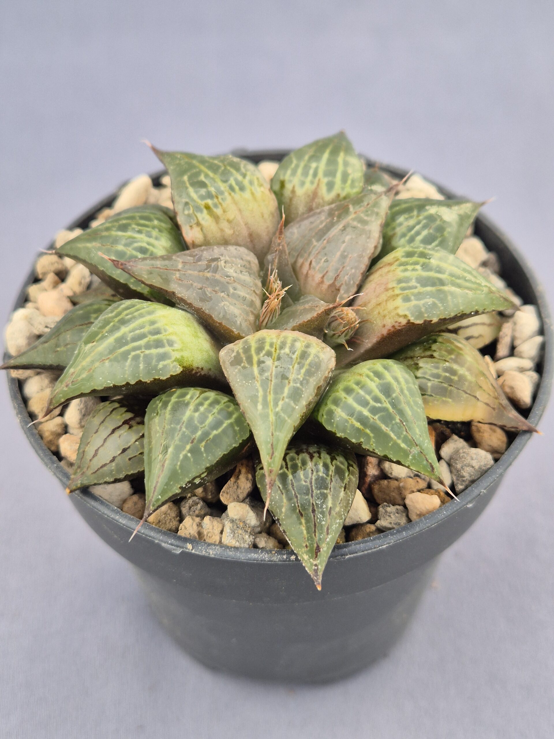 20250221_155632 Haworthia híbrida 011 - Imagen 1