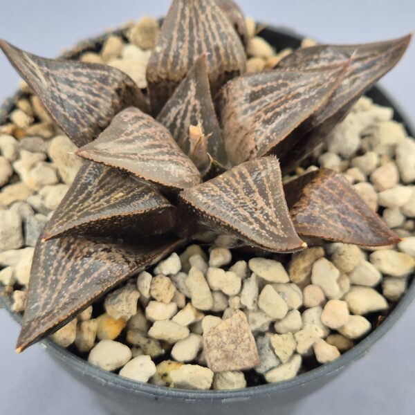 Haworthia híbrida 013