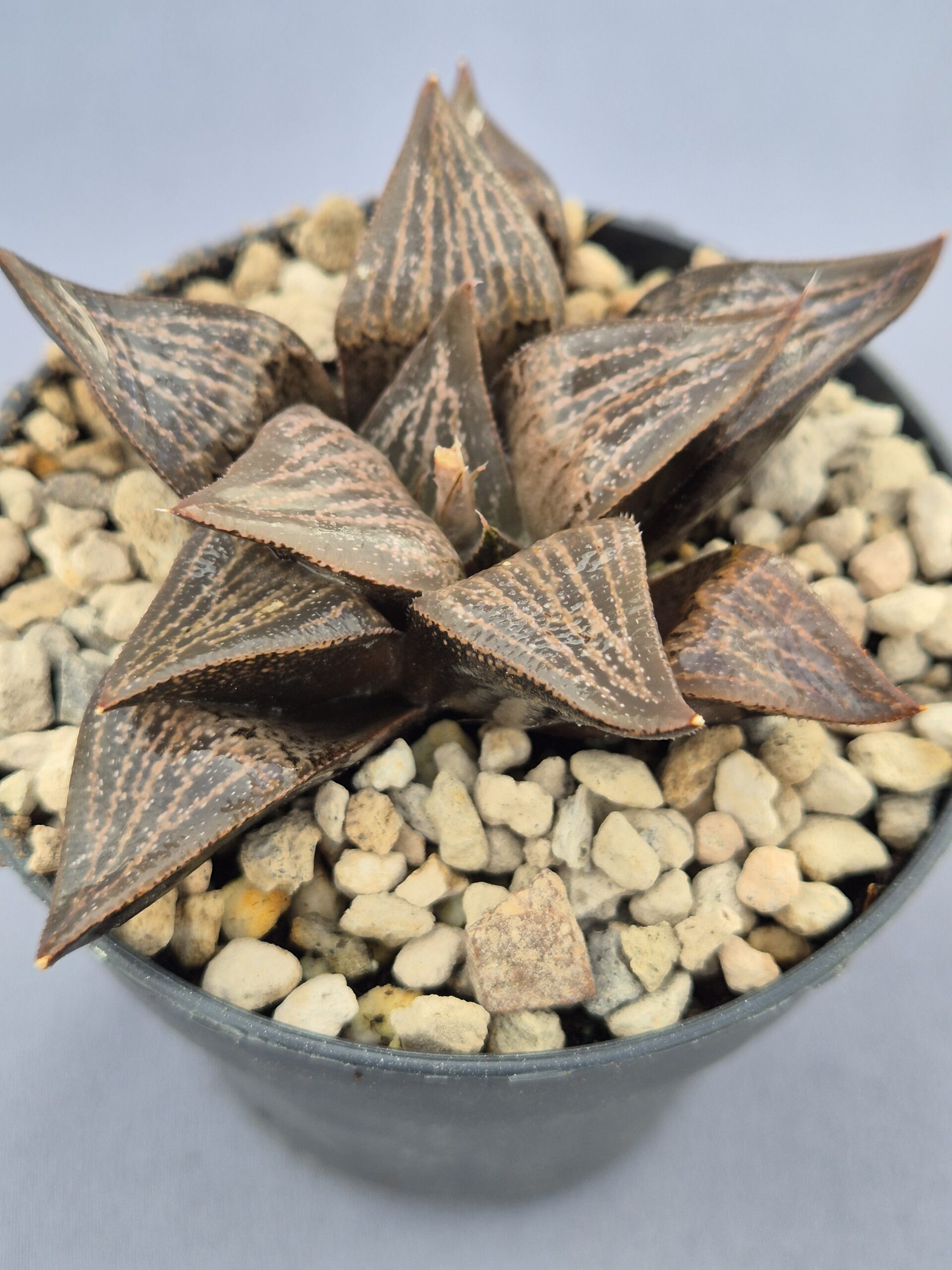 20250221_160016 Haworthia híbrida 013 - Imagen 1